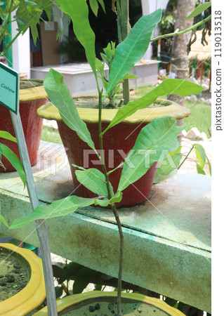 Cashew plant seedling on nursery Cashew plant seedling on nursery 119013518