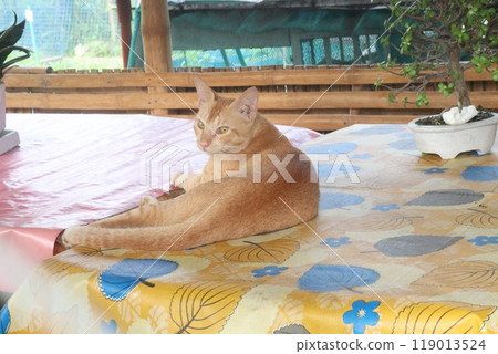 brown colored cute cat on shop 119013524