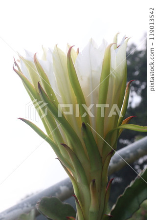 dragon fruit flower on tree in farm 119013542