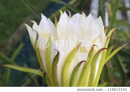 dragon fruit flower on tree in farm dragon fruit flower on tree in farm 119013543