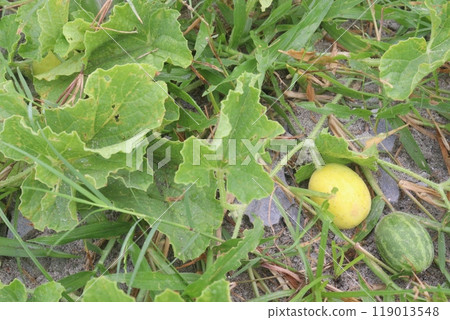 citrullus colocynthis bitter and medicinal fruit plant citrullus colocynthis bitter and medicinal fruit plant 119013548
