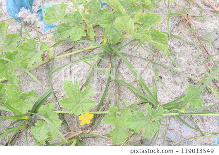 citrullus colocynthis bitter and medicinal fruit plant citrullus colocynthis bitter and medicinal fruit plant 119013549