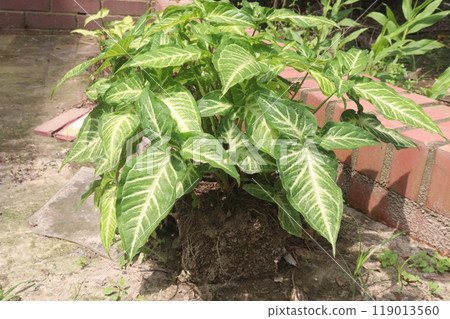 Arrowhead plants on farm for sell 119013560