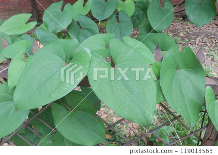 Dioscorea bulbifera plant on farm 119013563