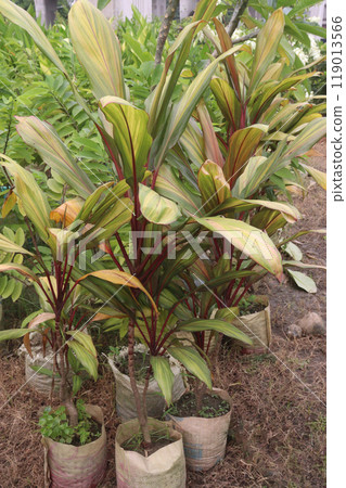 cordyline fruticosa leaf and ornamentation plant cordyline fruticosa leaf and ornamentation plant 119013566