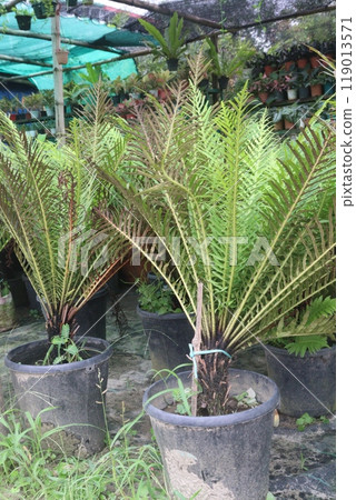 Neoblechnum brasiliense plant on nursery 119013571