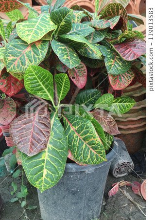 crotons leaf plant on nursery for sell crotons leaf plant on nursery for sell 119013583