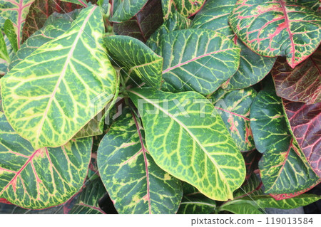 crotons leaf plant on nursery for sell 119013584