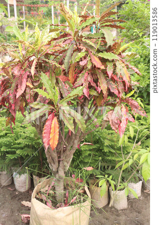 Codiaeum variegatum Undulatum plant on nursery 119013586