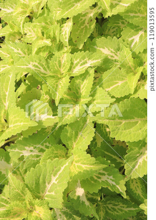 green colored Coleus tree on farm green colored Coleus tree on farm 119013595