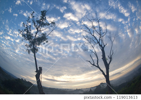 Natural background of silhouette of dry trees and sky view with clouds in twilight time. Natural background of silhouette of dry trees and sky view with clouds in twilight time. 119013613