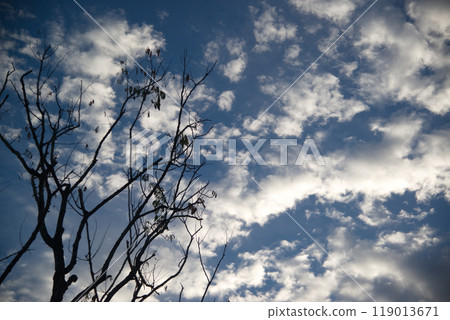 Natural background of silhouette of dry trees and sky view with clouds in twilight time. 119013671