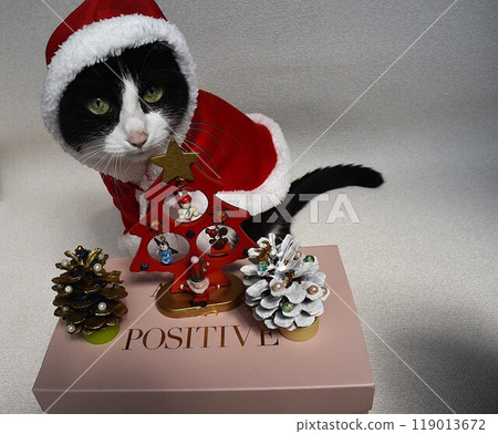 打扮成聖誕老人的貓 119013672