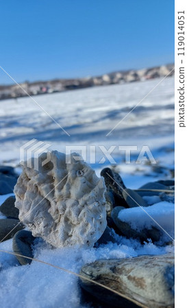 Mollusk shell on the shore of the frozen sea Mollusk shell on the shore of the frozen sea 119014051
