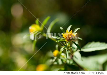 Flowers of Amerikandanso (America Sendangusa) on the Shinano River Yasuragi-tsutsumi Flowers of Amerikandanso (America Sendangusa) on the Shinano River Yasuragi-tsutsumi 119014502