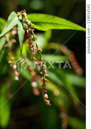 大狗泰特 (Oinuta de) 大狗泰特 (Oinuta de) 119014543