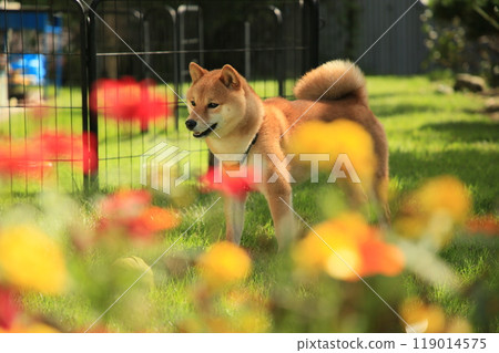 Flower field and Mameshiba Flower field and Mameshiba 119014575