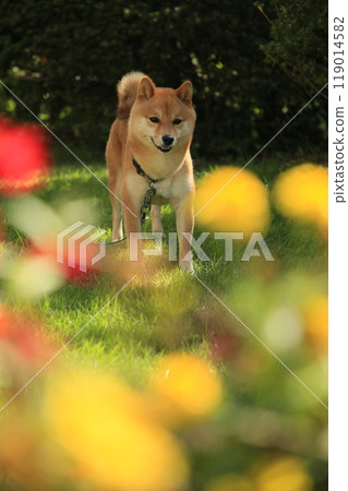 Flower field and Mameshiba Flower field and Mameshiba 119014582
