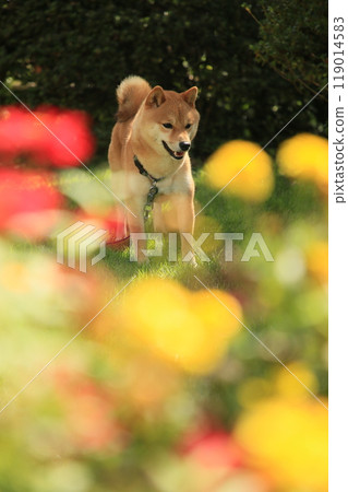 Flower field and Mameshiba Flower field and Mameshiba 119014583