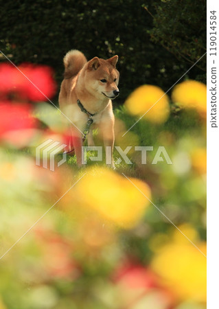 Flower field and Mameshiba Flower field and Mameshiba 119014584