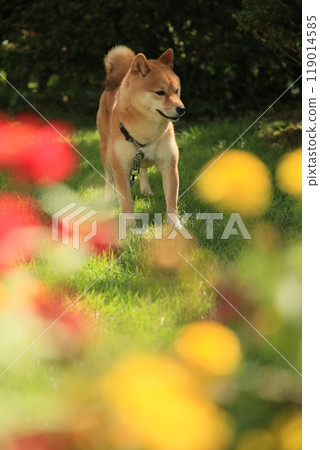 Flower field and Mameshiba Flower field and Mameshiba 119014585
