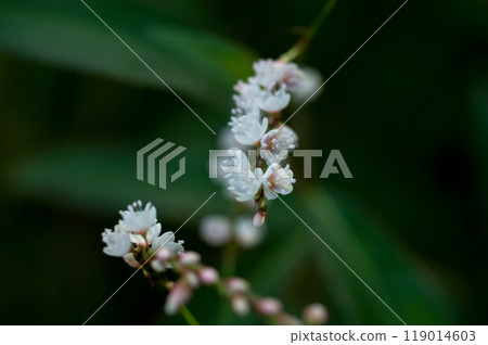 Shirobana Sakura Tade on the Yasuragi Embankment of the Shinano River 119014603