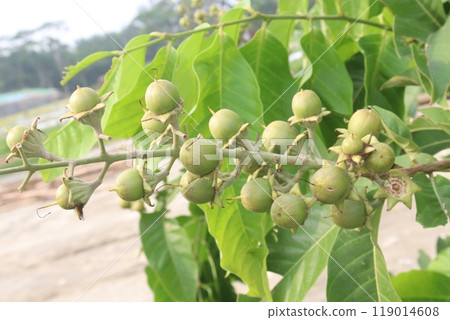 Lagerstroemia speciosa fruit on tree in farm 119014608