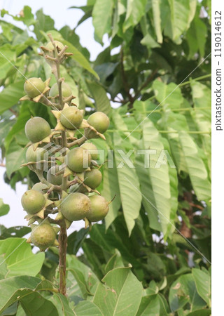 Lagerstroemia speciosa fruit on tree in farm Lagerstroemia speciosa fruit on tree in farm 119014612