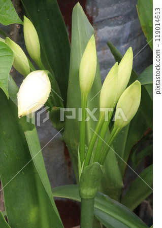 Hymenocallis Bud plant on nursery Hymenocallis Bud plant on nursery 119014613
