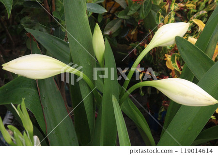 Hymenocallis Bud plant on nursery 119014614