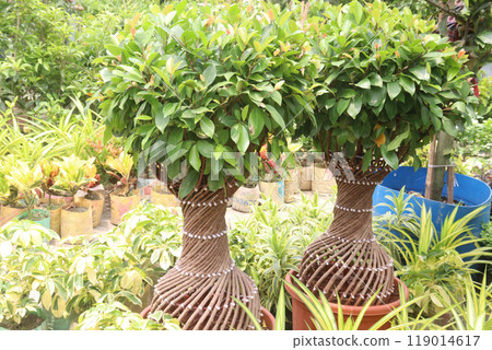 fried flattened rice and chanachur stock with onion, tomato, lemon 119014617