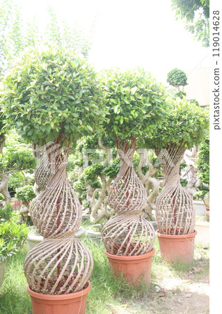 Ficus microcarpa tree plant on farm 119014628