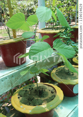 Gmelina arborea tree plant on farm Gmelina arborea tree plant on farm 119014629