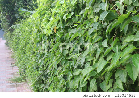 Jasminum malabaricum flower plant on garden Jasminum malabaricum flower plant on garden 119014635
