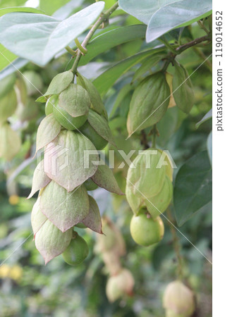 Gmelina philippensis flower plant on nursery Gmelina philippensis flower plant on nursery 119014652
