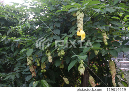 Gmelina philippensis flower plant on nursery Gmelina philippensis flower plant on nursery 119014659