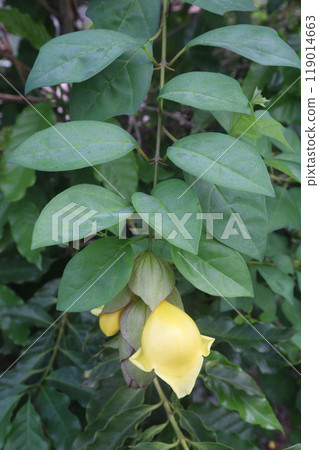 Gmelina philippensis flower plant on nursery Gmelina philippensis flower plant on nursery 119014663