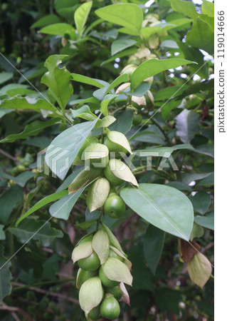 Gmelina philippensis flower plant on nursery Gmelina philippensis flower plant on nursery 119014666