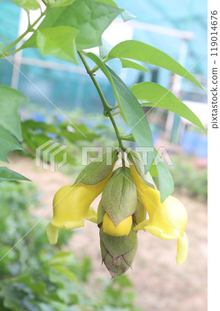 Gmelina philippensis flower plant on nursery Gmelina philippensis flower plant on nursery 119014676