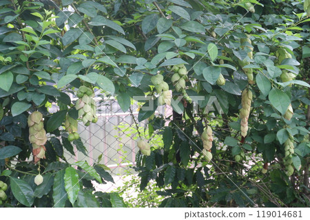 Gmelina philippensis flower plant on nursery 119014681