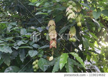 Gmelina philippensis flower plant on nursery Gmelina philippensis flower plant on nursery 119014682