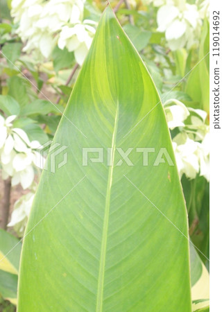 Heliconia Variegated flower plant on nursery Heliconia Variegated flower plant on nursery 119014692