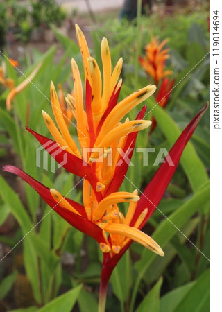 Heliconia Variegated flower plant on nursery 119014694