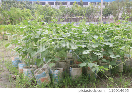 Hyacinth Beans seedling on nursery for sell Hyacinth Beans seedling on nursery for sell 119014695