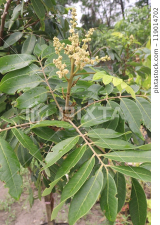Longan flower on tree in nursery for sell Longan flower on tree in nursery for sell 119014702