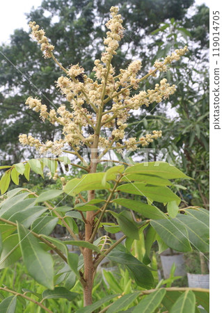 Longan flower on tree in nursery for sell Longan flower on tree in nursery for sell 119014705