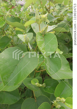 Hibiscus glandulifer flower plant on nursery 119014713