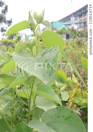 Hibiscus glandulifer flower plant on nursery 119014714