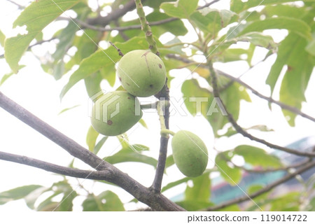 Elaeocarpus serratus also known Ceylon olive on tree 119014722