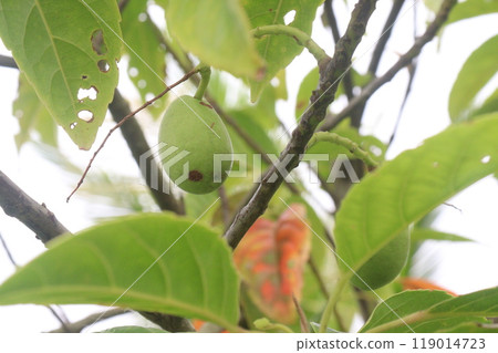 Elaeocarpus serratus also known Ceylon olive on tree 119014723